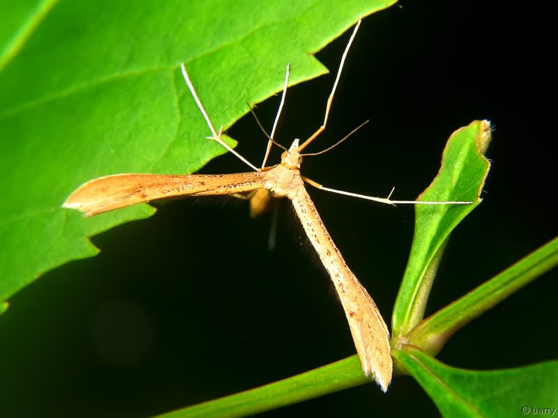 Stenoptilia mannii (Zeller, 1852)